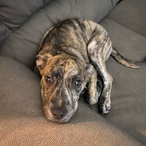 Meet your Posher, Brendan